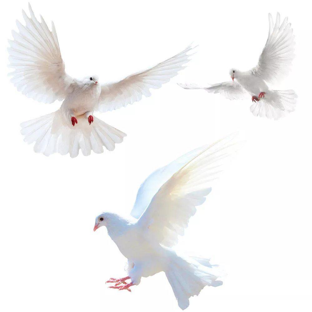 Peace Dove Wall Stickers for L - Xt Home Textiles recension och pris