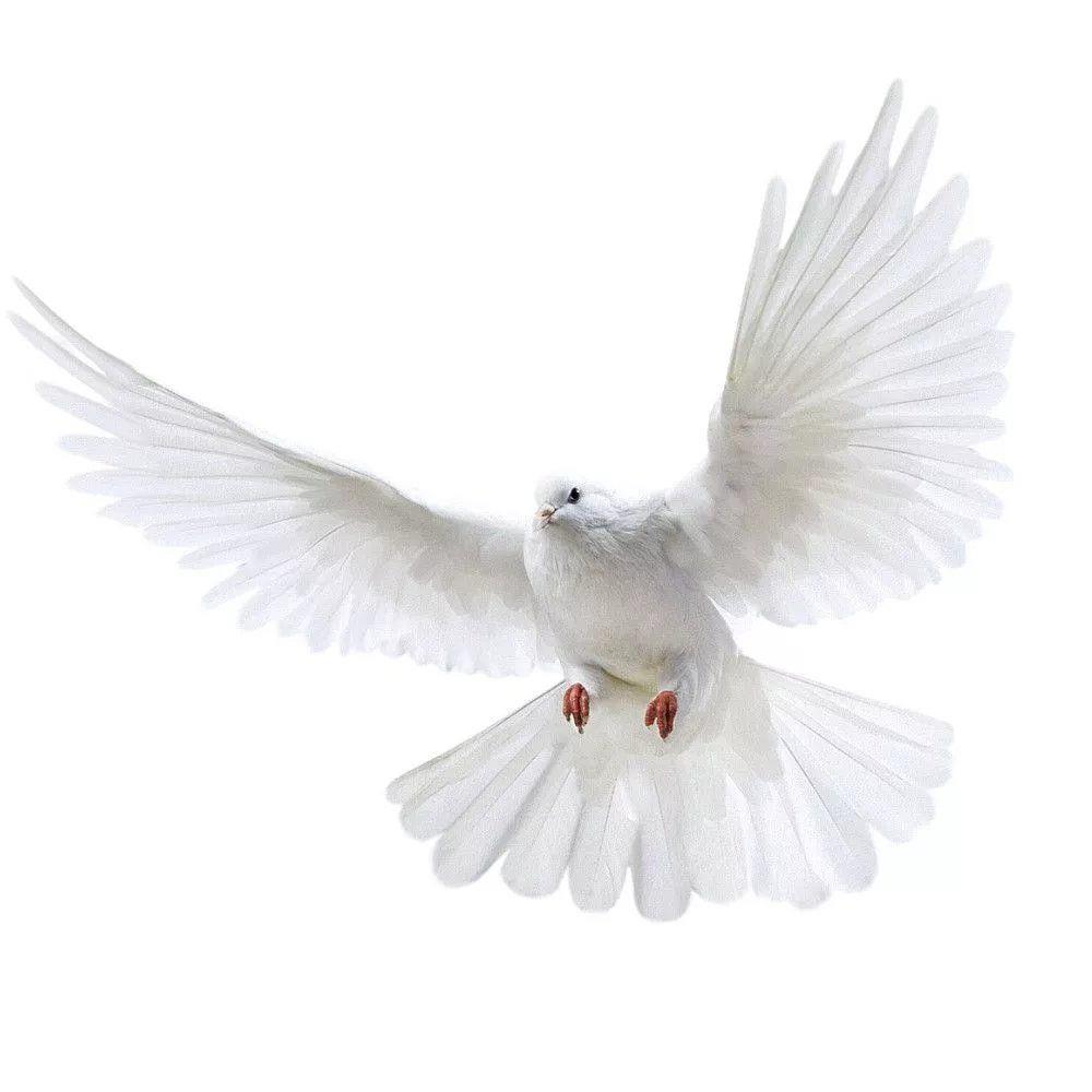 Peace Dove Wall Stickers for L - Xt Home Textiles recension och pris