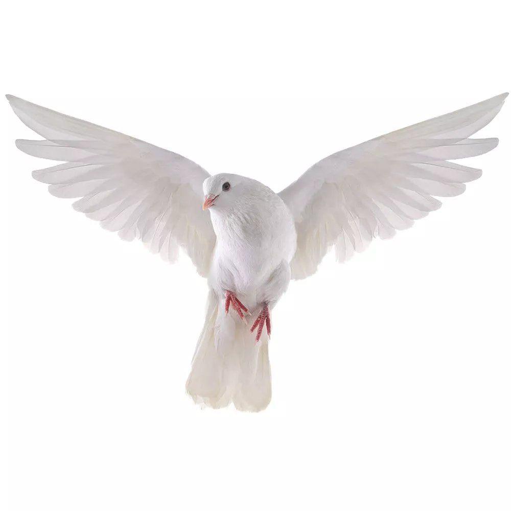 Peace Dove Wall Stickers for L - Xt Home Textiles recension och pris